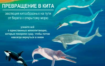 &quot;Превращение в кита&quot;