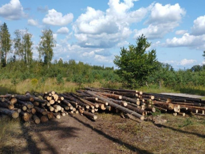 Рядом с Городцом и Сосновым Бором вырубят сухие деревья