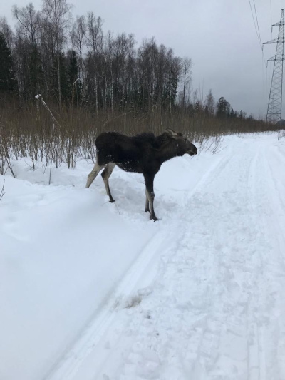 Осторожно, лоси!