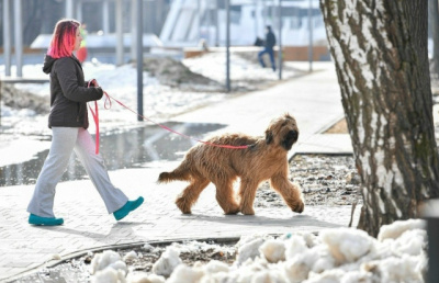 Весенние прогулки и профилактика клещей у питомцев