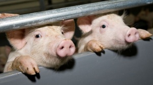 Этой весной в регионе ожидается рост аболеваемости свиней африканской чумой