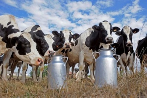 Продажу молока непосредственно на ферме могут узаконить