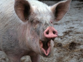 Луховицким фермерам предлагают продавать свиней за бесценок
