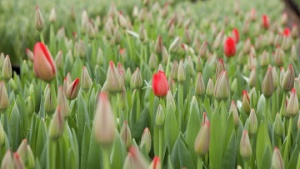 Более 36 млн цветов на срез произвели в Подмосковье в прошлом году