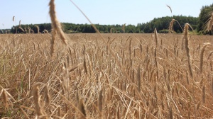 Ущерб аграриев РФ от холодного лета оценили в 2,6 миллиарда рублей