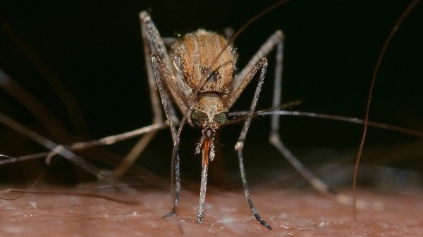 Комары появятся в Подмосковье в мае