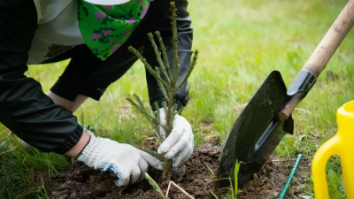 В парке Коломны высадили редкие чёрные тополя