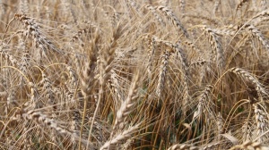В Луховицах оштрафовали производителя зерновых культур