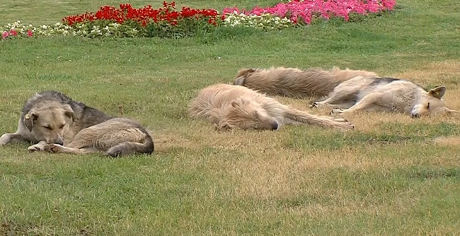Бездомные животные – проблема, требующая внимания