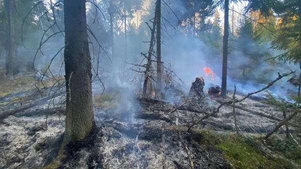 За выходные в регионе потушили 12 лесных пожаров