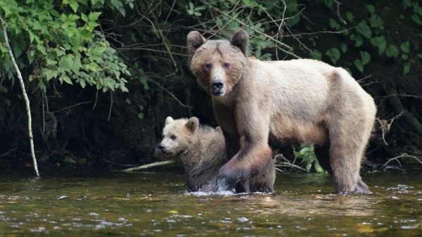 В Минэкологии Подмосковья опровергли информацию о росте численности медведей