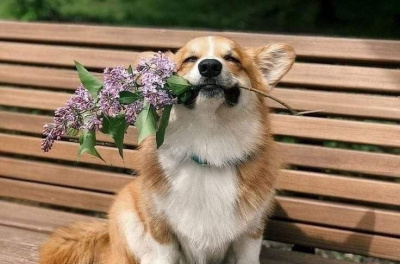 Пушистых пациентов принимают в парках Подмосковья