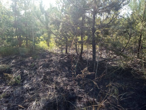 В последний день лета в Луховицах горел лес