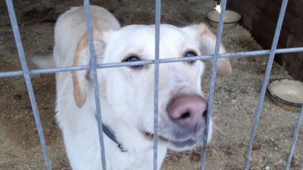 В Подмосковье за год отловлено более 14 тысяч собак без владельцев