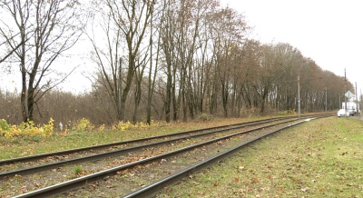 Дикие заросли раскинулись на улице Суворова 