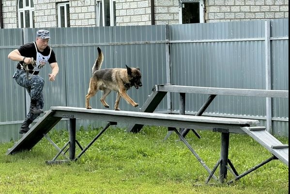 Ежегодные соревнования по многоборью среди специалистов-кинологов со служебными собаками на первенство ГУФСИН прошли в Коломне