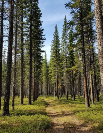 В Воскресенске посадили более 2500 сосен