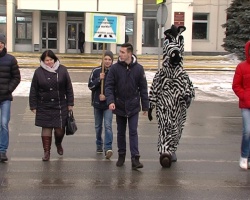 По улицам Коломны прогулялась зебра