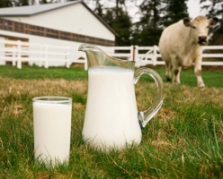 Сила и здоровье - в молоке коровьем! 