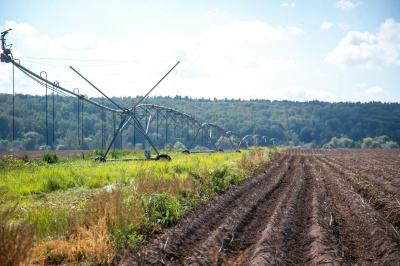 Коломна стала лидером по производству картофеля и овощей