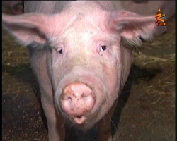 В селе Чанки могут снять карантин по африканской чуме свиней