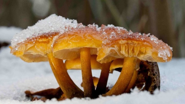В лесах уже есть зимние грибы