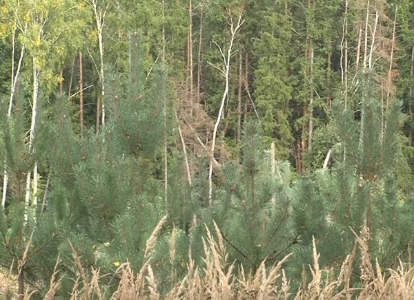 35% территории городского округа Коломна занимают леса