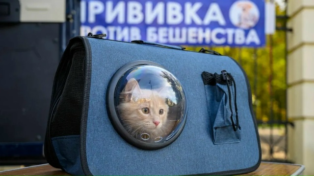 В городском округе Коломна продолжается вакцинация домашних животных