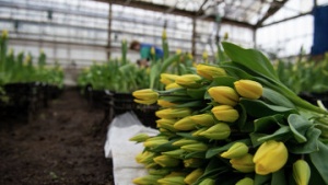 Тюльпаны и гиацинты станут самыми популярными цветами к 8 марта в регионе