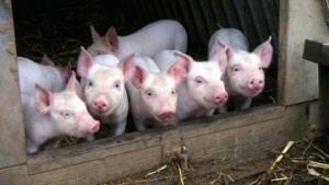 В Луховицком районе провели учения по ликвидации очага африканской чумы свиней