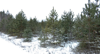 Незаконная рубка влетит в копеечку