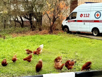 Куры захватили пост скорой помощи в Рузе