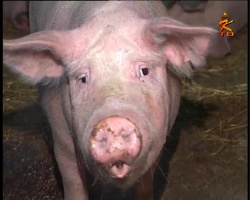 Неоднократные случаи заболевания свиней африканской чумой грозят обернуться эпидемией