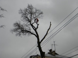В Коломне удалили аварийное дерево на улице Ивановской, 3