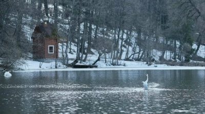 Лебеди вернулись после зимовки на пруды в Сенницах