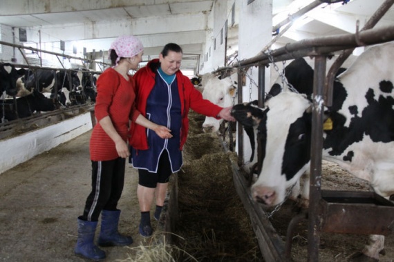 Зарайские фермеры планируют увеличить производство молока