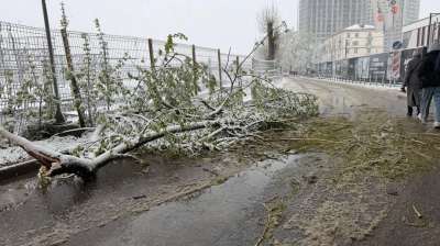 Как получить компенсацию за повреждение автомобиля упавшей веткой