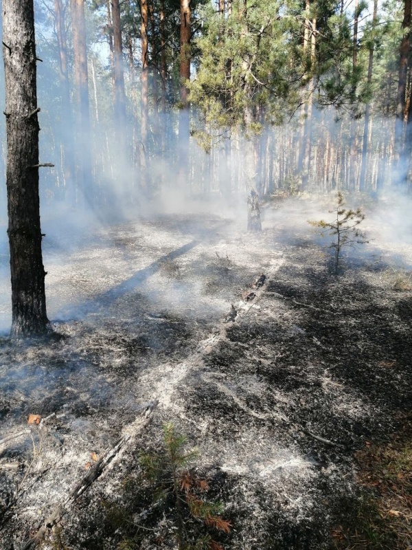14 возгораний произошло в лесах Подмосковья за сутки