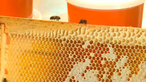 В Зарайске выбрали лучшего пчеловода Подмосковья