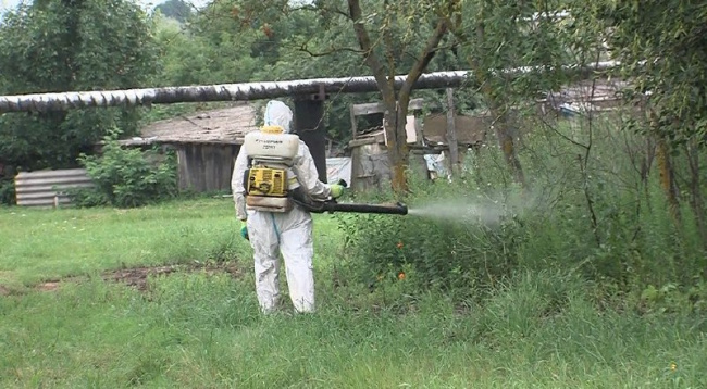 В Луховицах уничтожают борщевик