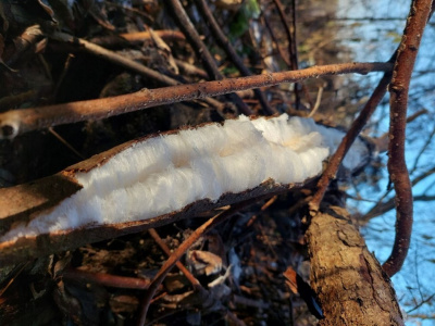 Необычный гриб из Белоомута удивляет исследователей  