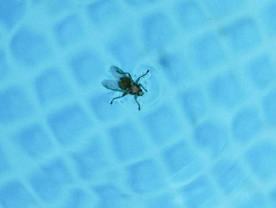 В Подмосковье активизировались оленьи кровососки