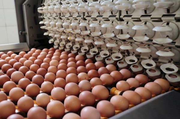 Подмосковные хозяйства планируют произвести около 141 млн штук яиц