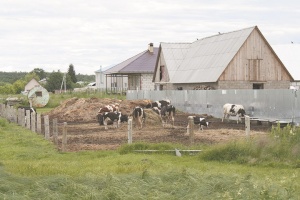 Хорошо в краю родном: жители Нижнего Хорошово пожаловались в "Добродел" на скотный двор