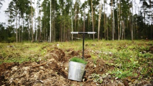 В Луховицах планируют посадить около 70 тысяч деревьев в рамках акции "Лес Победы"