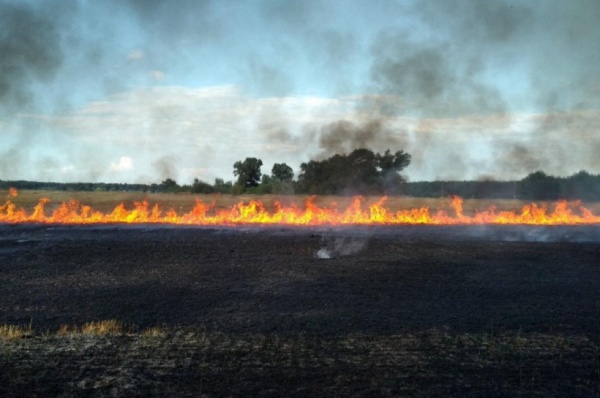 В Егорьевске ищут поджигателей травы