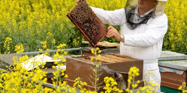 Пчеловоды получили гранты