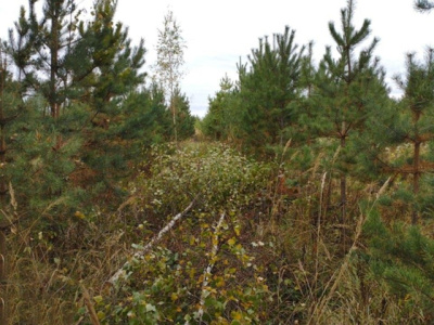 В коломенских лесах убирают лишние деревья