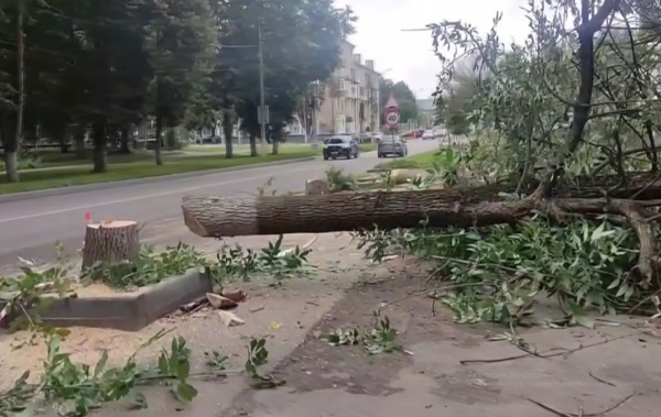На улице Гагарина спилили несколько деревьев