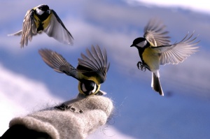 Четыре полезных совета по подкормке птиц зимой